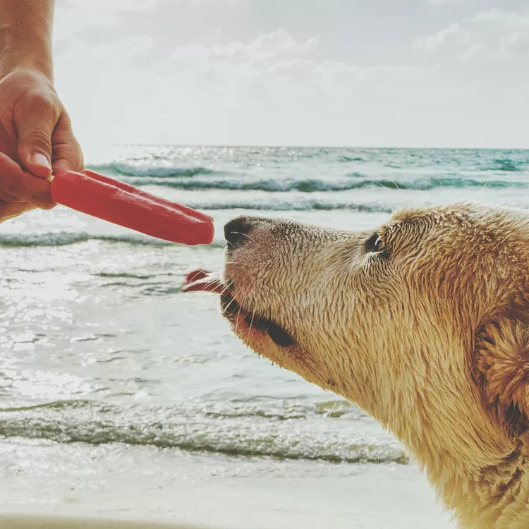 狗可以吃冰棍吗？为您的爱犬提供健康的冷冻零食-是宠网