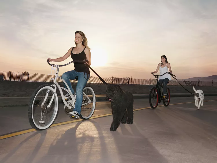 如何训练你的狗在自行车旁边奔跑-是宠网