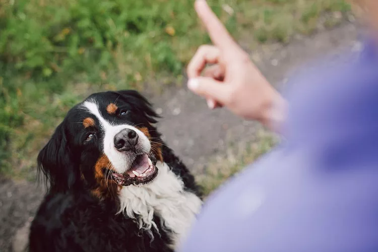 如何训练你的聋狗-是宠网