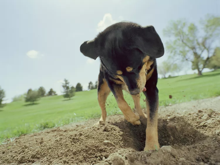 关于小狗挖掘的一切-是宠网