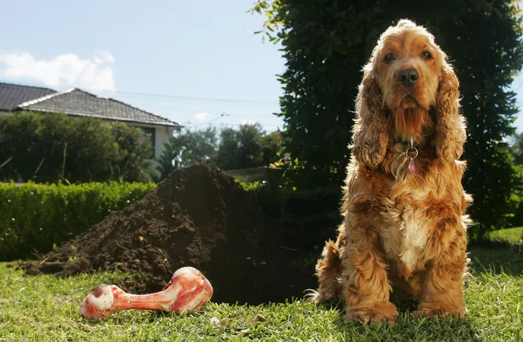 你的狗挖洞的 4 个原因以及如何阻止它-是宠网
