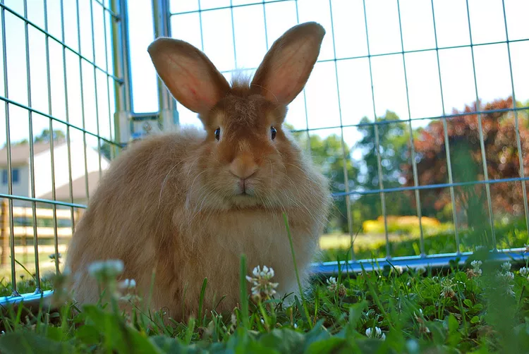 安哥拉兔品种简介，了解这些兔子中哪一只（如果有的话）适合您。