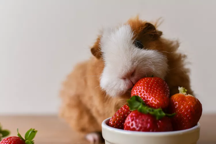 豚鼠可以吃什么水果？