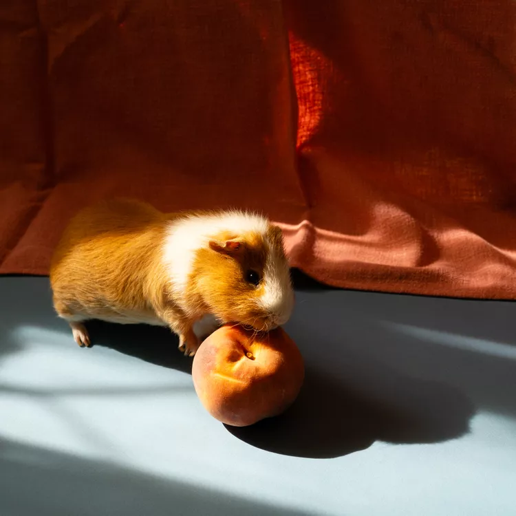 豚鼠可以吃桃子吗？