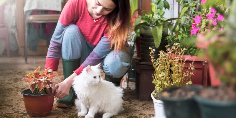 哪些室内植物和花卉对猫来说是安全的？-是宠网