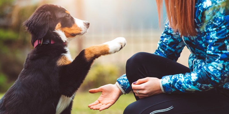 制定适合幼犬年龄的训练计划的重要性-是宠网