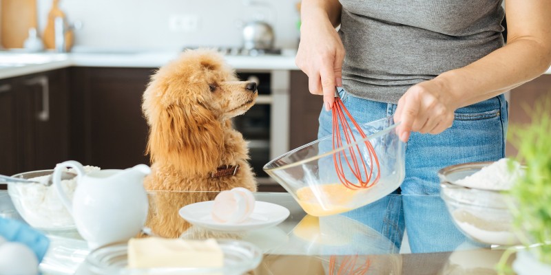 狗可以吃煎饼吗？-是宠网