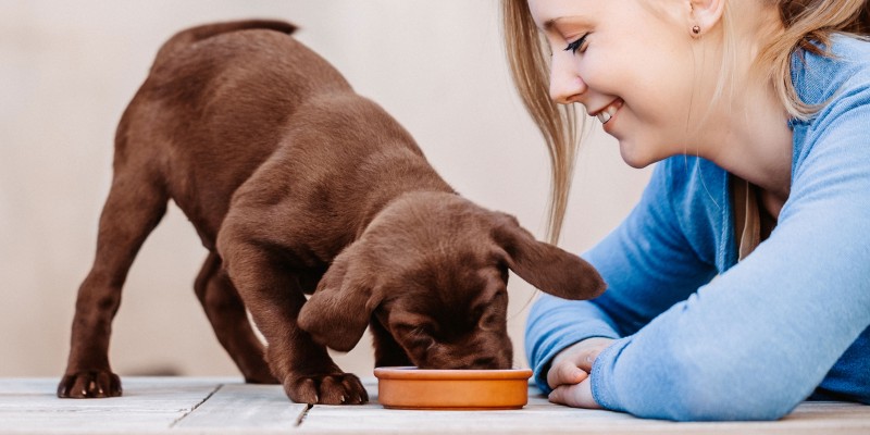 何时开始给幼犬喂食湿粮-是宠网