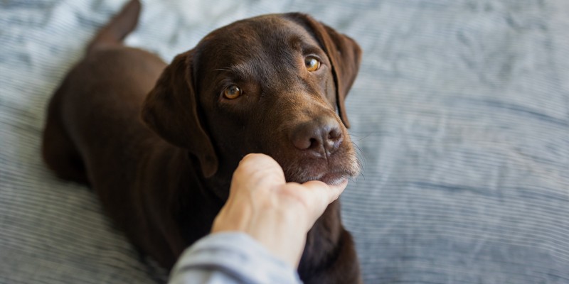 犬库欣病：症状和治疗-是宠网