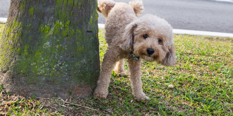 图片[2]-狗狗训练：如何训练成年犬上厕所-是宠网