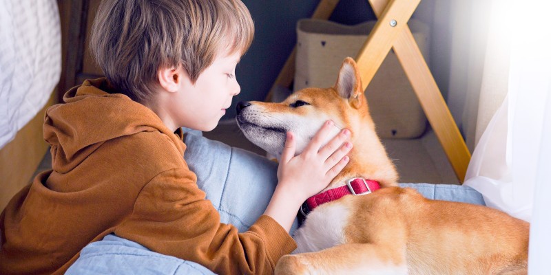 犬淋巴瘤：症状和治疗-是宠网