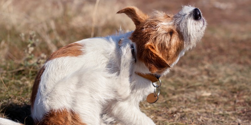 犬疥癣：症状、体征和治疗-是宠网