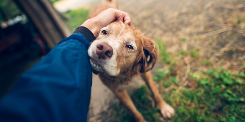 老年犬活动让你的老年犬健康快乐-是宠网