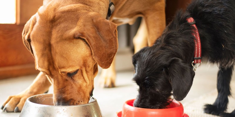 喂养老年犬的 6 个技巧 -是宠网