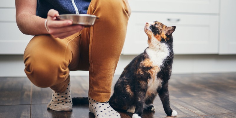 我应该多久喂一次猫：自由喂食还是定时喂食-是宠网