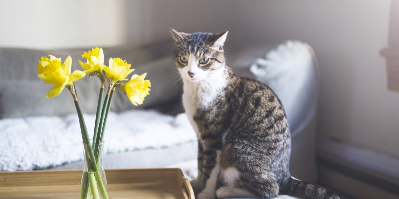 水仙花对猫有毒吗？-是宠网