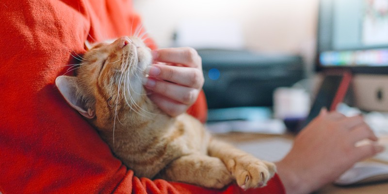 什么是猫关节炎？猫关节炎的症状、治疗-是宠网