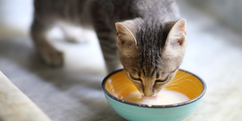 小猫和猫可以喝牛奶吗？-是宠网