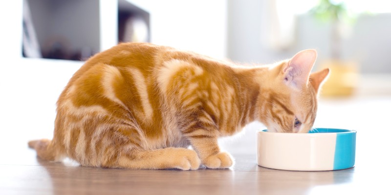 给小猫喂食多少：按年龄划分的小猫喂食图表
