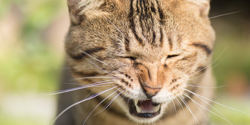 猫经常打喷嚏？这就是你的猫打喷嚏的原因-是宠网