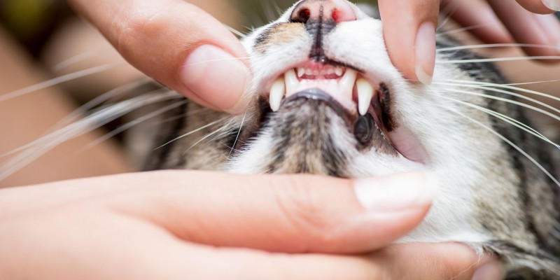 猫咪牙齿护理，保持牙齿健康-是宠网