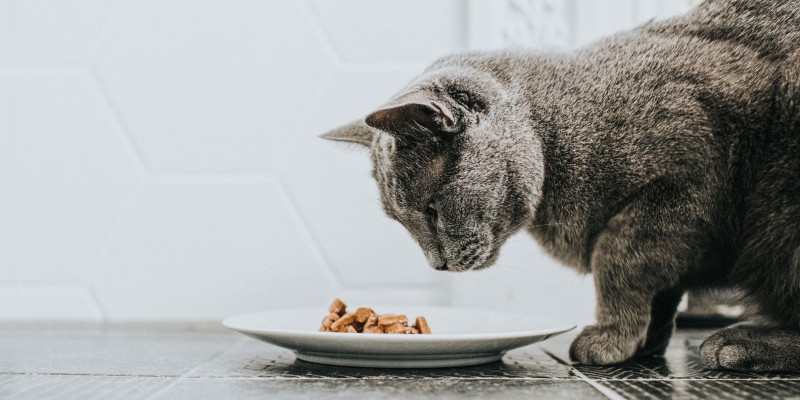 湿猫粮和干猫粮：哪个更好？
