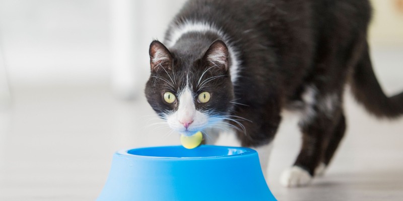 猫喝水吗？猫补水和脱水预防