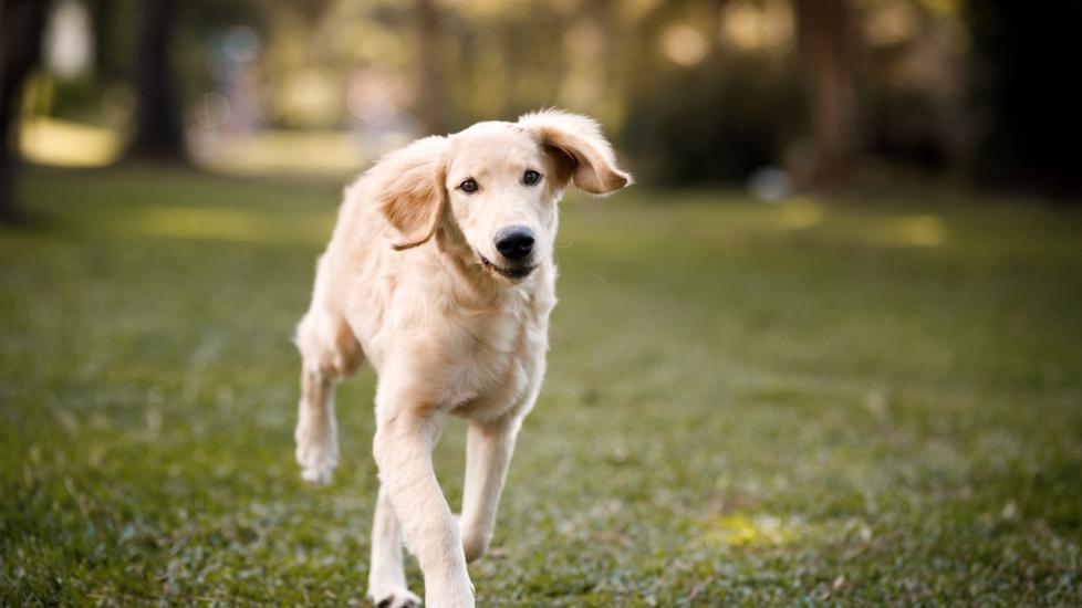 新生幼犬护理：6-12个月-是宠网