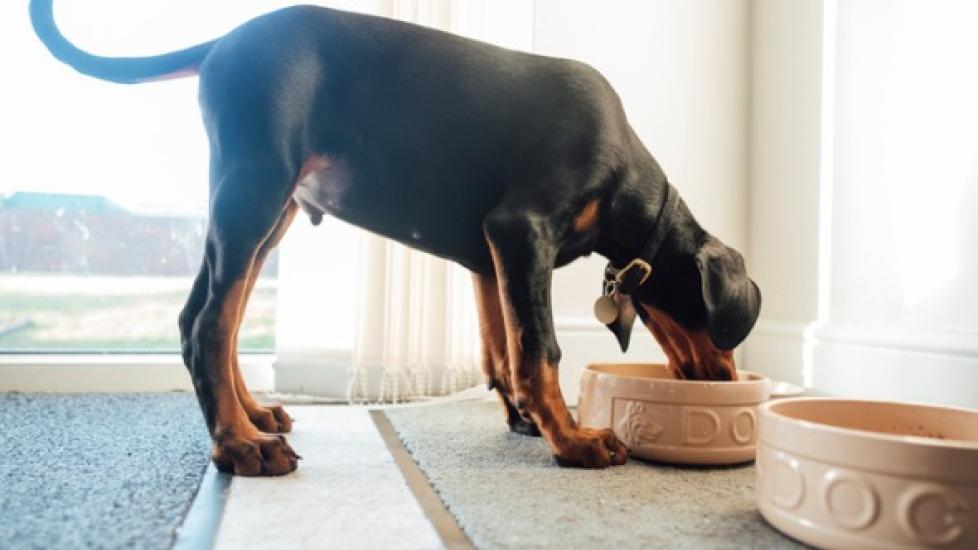 什么时候应该从幼犬粮换成成年犬粮？-是宠网