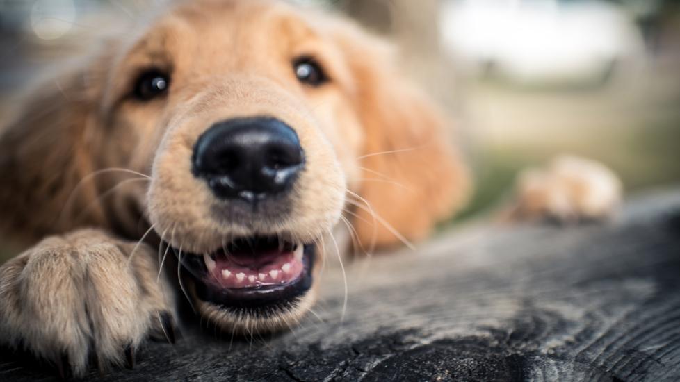 图片[2]-如何让中型犬在每个生命阶段都保持健康-是宠网