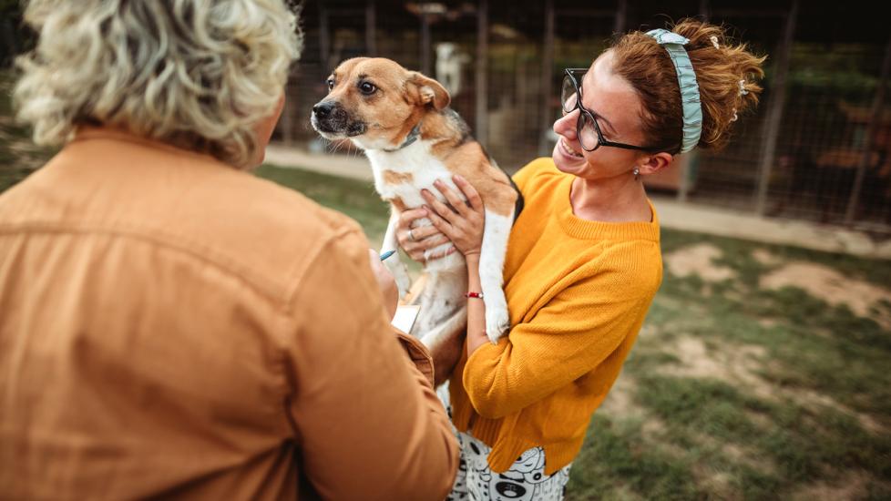 你需要知道的事：收养糖尿病犬-是宠网