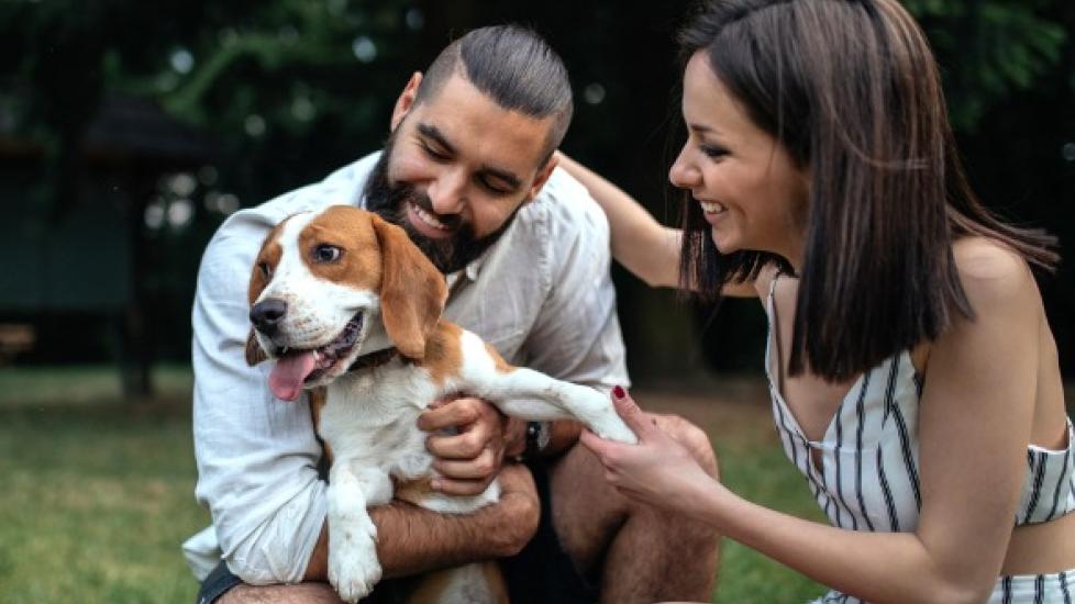 如何让中型犬在每个生命阶段都保持健康-是宠网