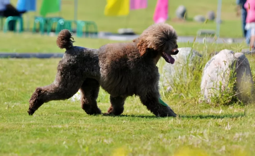 巨型贵宾犬瘦得皮包骨了怎么办？-是宠网