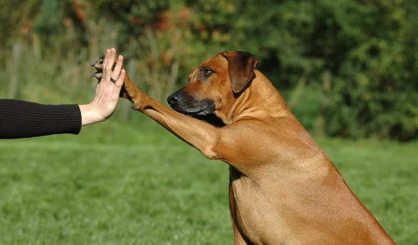 8 种适合户外的伴侣狗狗，要不要考虑下人类的好伙伴—犬？-是宠网