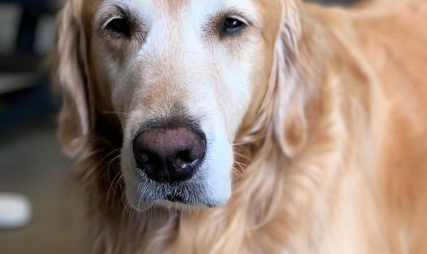 犬瘟热知识点：这种无法完全痊愈的疾病，主人最好按这3点预防-是宠网