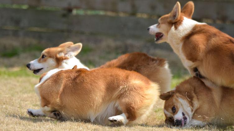 什么因素决定了柯基犬的价格？一个因素决定还是多个因素决定的？-是宠网