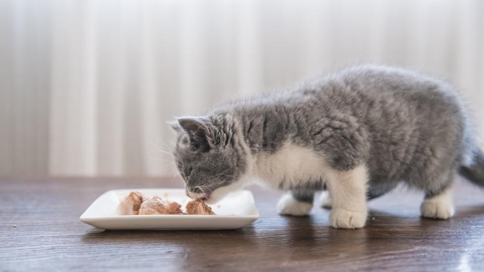 图片[2]-喂养小猫：喂食小猫的量、喂食频率等-是宠网