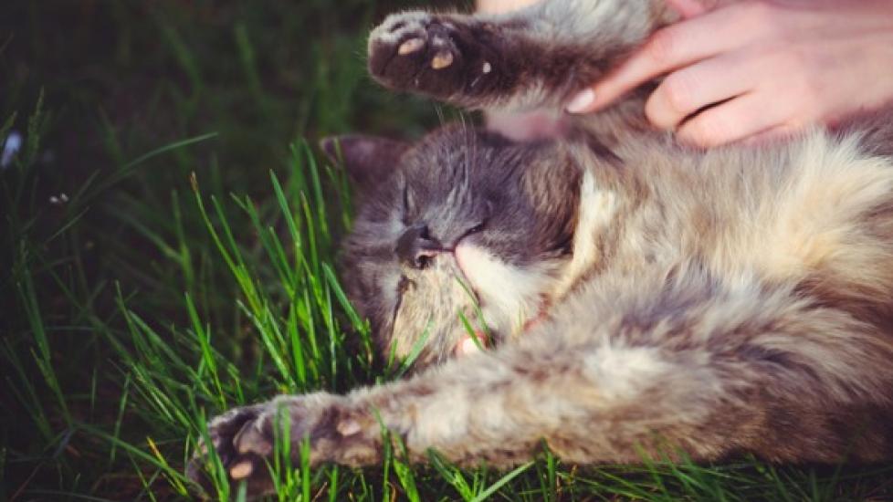 如何去除猫身上的蜱虫-是宠网