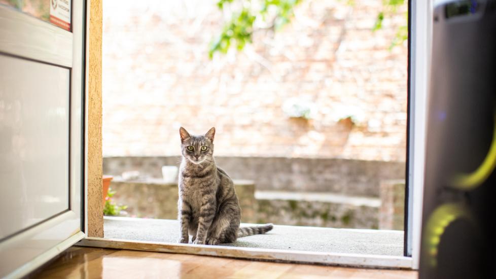 猫能找到回家的路吗？-是宠网