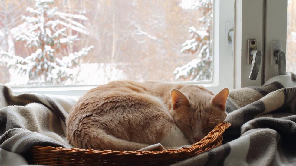 对于猫来说多冷才算太冷？-是宠网