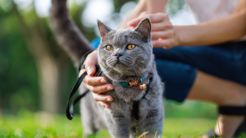 何时对患有肾病的猫实施安乐死-是宠网