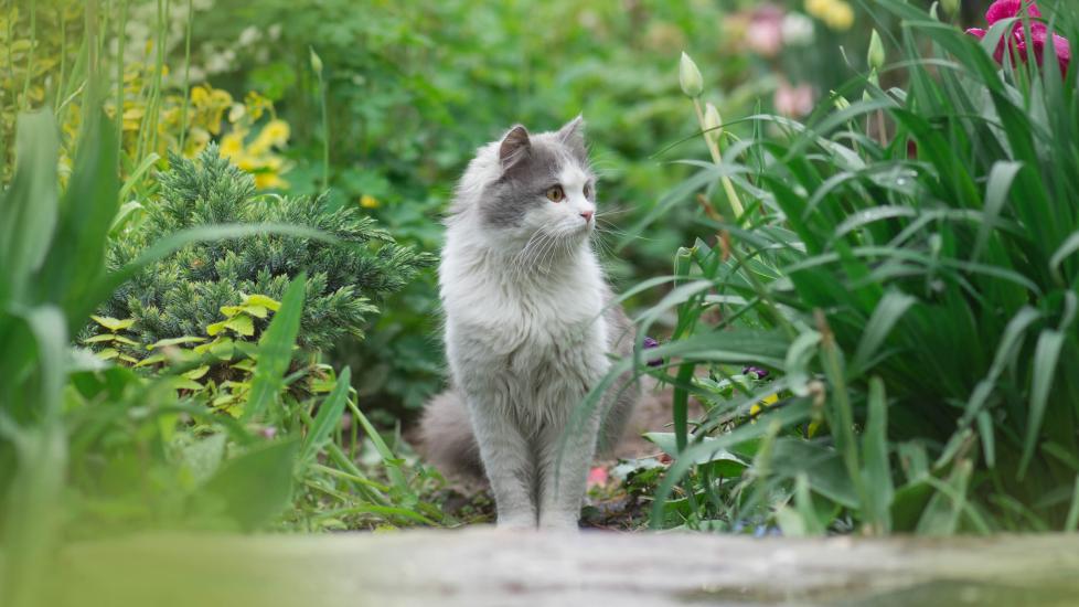 如何寻找丢失的猫-是宠网