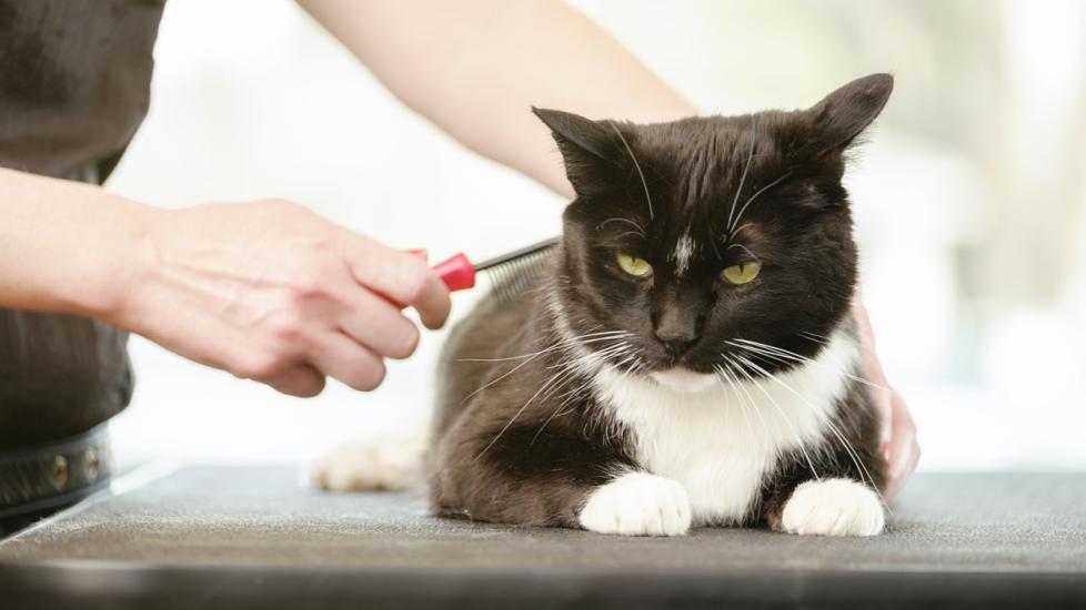 猫身上的跳蚤是什么样子的？-是宠网