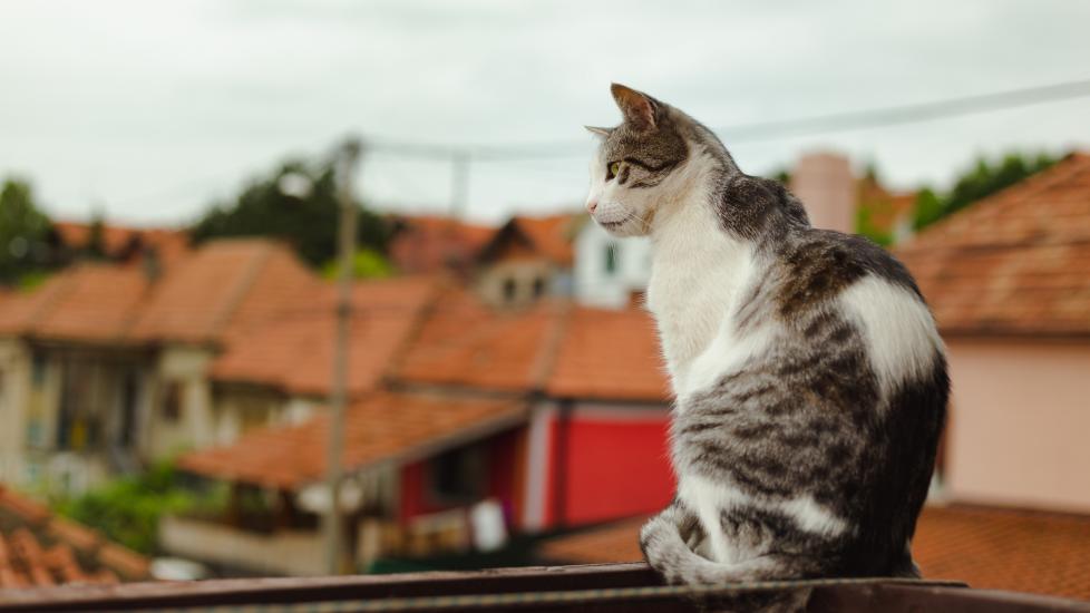 什么是猫的高楼综合症？-是宠网